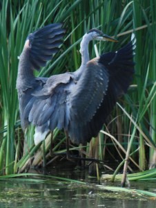 Heron landing