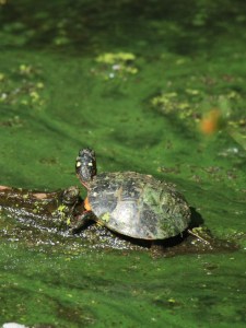 He's got eyes in the back of his/her head. 