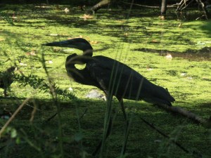 I found the only sticker bush in Veterans park following this guy