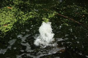 I love the sound of water.  This is at Sayen Gardens.