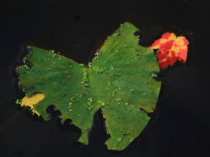 Water Lily and autumn leaf
