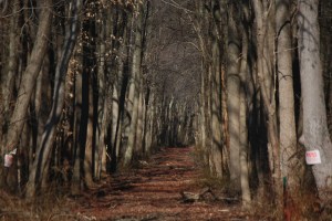 Somewhere in Monroe Township