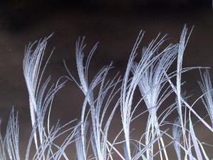 Wild grass at Grounds For Sculpture